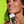Load image into Gallery viewer, Power Mist, Lemon Lime Spritz