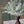 Load image into Gallery viewer, Compass Vine Bush