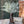 Load image into Gallery viewer, Compass Vine Bush