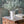 Load image into Gallery viewer, Compass Vine Bush