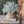 Load image into Gallery viewer, Compass Vine Half Sphere