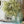 Load image into Gallery viewer, Bursting Astilbe Half Sphere
