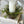 Load image into Gallery viewer, Baby’s Grass Candle Ring