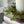 Load image into Gallery viewer, Baby’s Grass Candle Ring