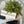 Load image into Gallery viewer, Baby’s Grass Half Sphere