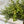 Load image into Gallery viewer, Baby’s Grass Half Sphere