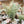 Load image into Gallery viewer, Fern Bundle