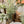 Load image into Gallery viewer, Fern Bundle