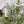 Load image into Gallery viewer, Mixed Sage Bush