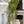 Load image into Gallery viewer, Baby's Grass Hanging