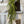 Load image into Gallery viewer, Baby's Grass Hanging