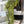 Load image into Gallery viewer, Baby's Grass Hanging