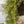 Load image into Gallery viewer, Baby's Grass Hanging