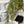 Load image into Gallery viewer, Baby's Grass Hanging