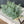 Load image into Gallery viewer, Fern Bundle