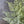 Load image into Gallery viewer, Fern Bundle