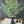 Load image into Gallery viewer, Fern Bundle