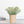 Load image into Gallery viewer, Dusty Greens in Paper Pot