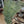 Load and play video in Gallery viewer, Fern Bundle