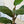 Load image into Gallery viewer, Potted Fiddle Leaf Fig