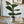 Load image into Gallery viewer, Potted Fiddle Leaf Fig