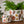 Load image into Gallery viewer, Fall Leaf Cement Planter
