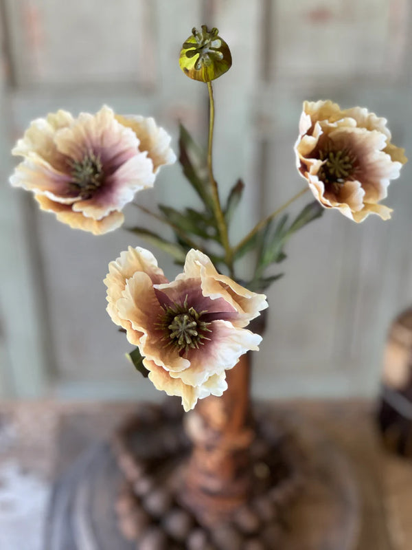 Blushing Meadow Poppy