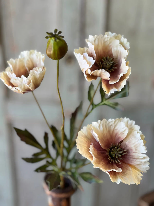 Blushing Meadow Poppy