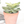 Load image into Gallery viewer, Succulents in Pot
