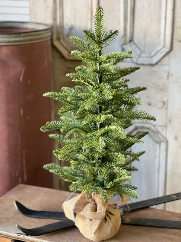 Evergreen Spruce