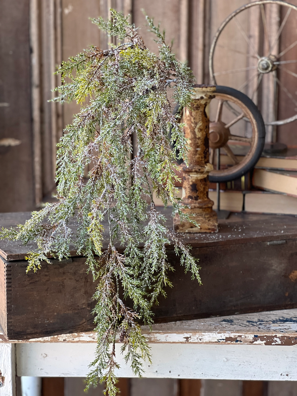 Prickly Pine Hanging