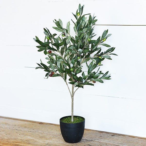 Olive Tree with Pot