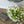 Load image into Gallery viewer, Cream Wild Flower Bush
