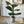 Load image into Gallery viewer, Potted Fiddle Leaf Fig
