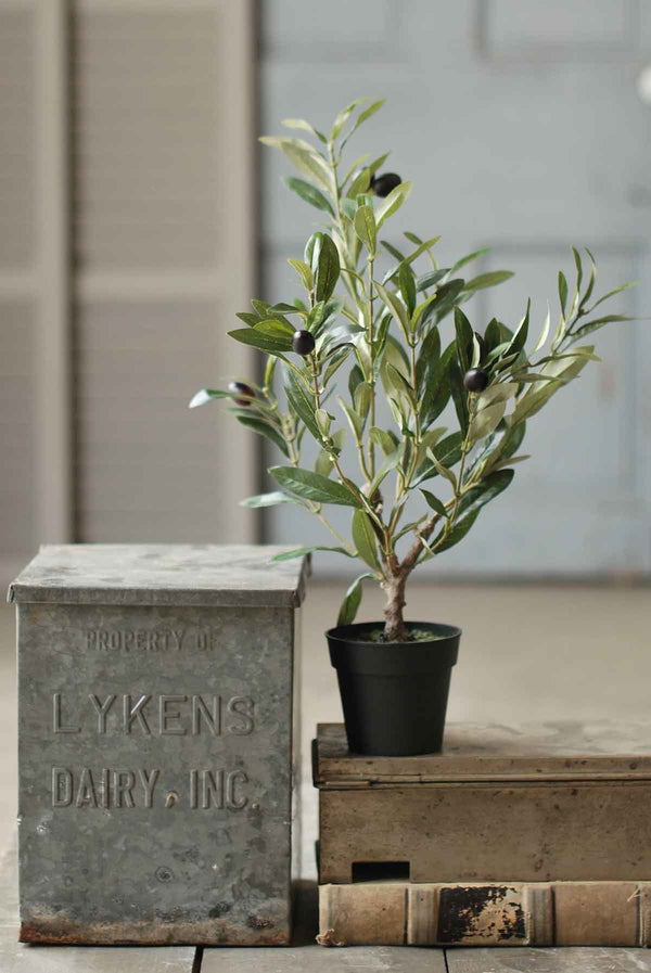 Potted Olive Tree