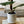 Load image into Gallery viewer, Potted Fiddle Leaf Fig
