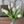 Load image into Gallery viewer, Tulip Bundles
